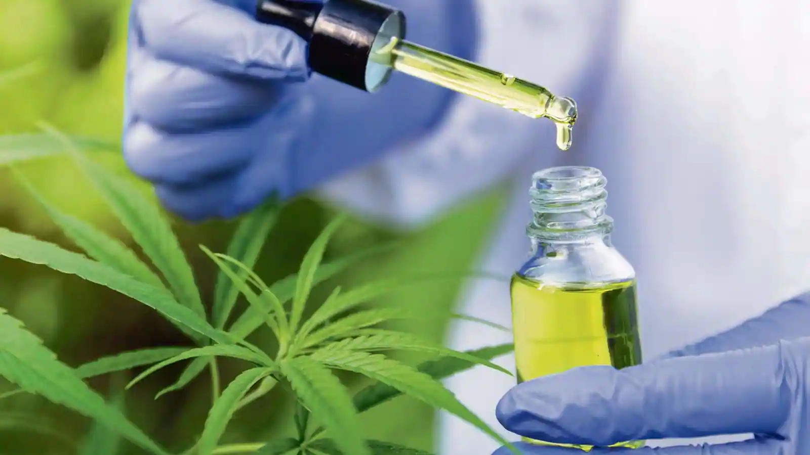 Why Does CBD Have The Best Healing Potential? Check Out Top 2 Reasons!